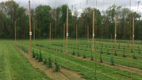 Flying Dog Brewery, University of Maryland announce partnership focused on hops production