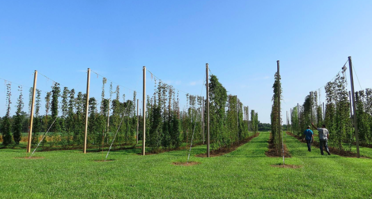 “Farmers and brewers experiment with local hops production” – Frederick News Post