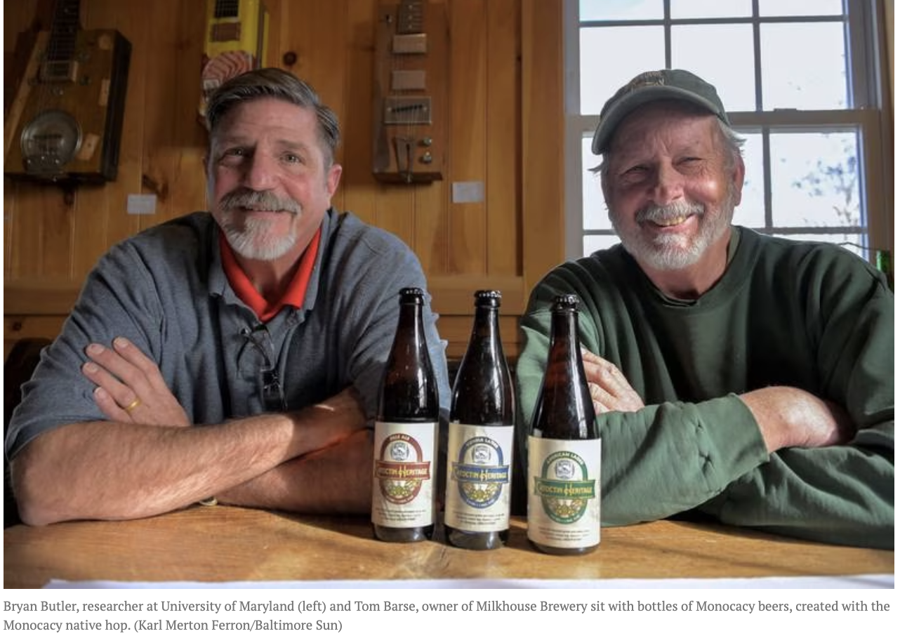 “A native Maryland hop hints at new possibilities for local brewers” – The Baltimore Sun