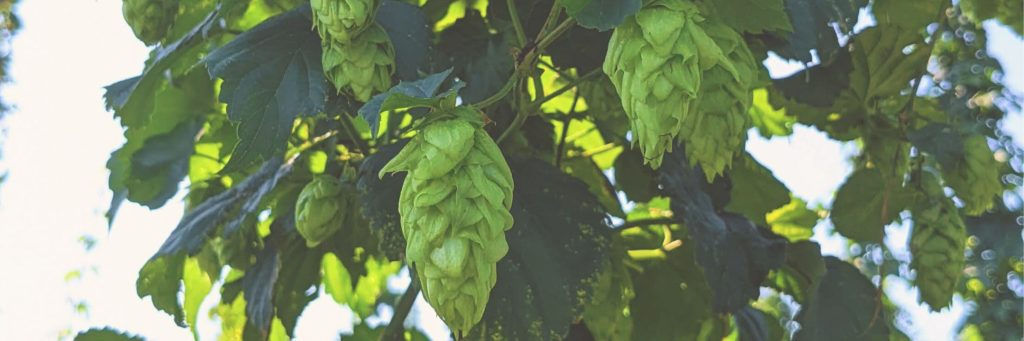 Photo of Monocacy hops hanging on a bine in the field.