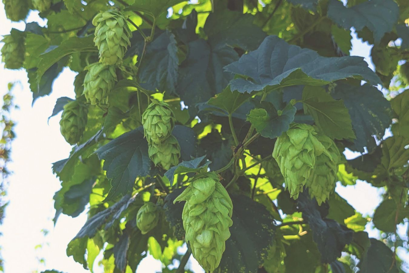 “Heavy Seas Beer Collaborates with University of Maryland Extension on Groundbreaking Maryland-Native Hop Beer Series” | Press Release